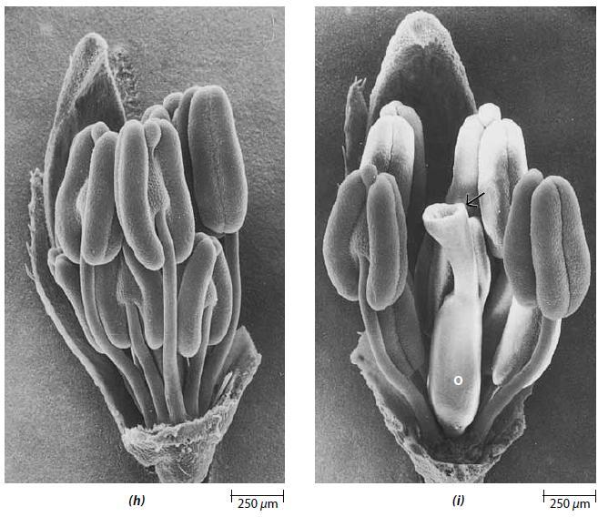 Raven Biology of Plants 2012 Desarrollo de la flor Desarrollo de los órganos de una flor actinomorfa y perfecta, cont.