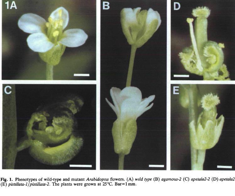 Control del desarrollo de los órganos florales Mutantes homeóticos de Arabidopsis thaliana: confundidos en la identidad de los órganos de la flor mutación homeótica: cambia la identidad de los