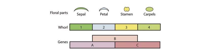T Raven Biology of Plants 2012 T El modelo ABC del desarrollo floral Genes maestros homeóticos cuya interacción