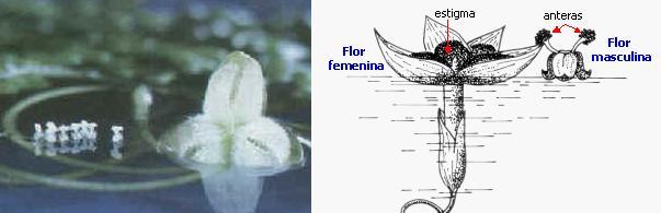 Polinización hidrófila Plantas sumergidas: polen filamentoso, flexible, pegajoso, que