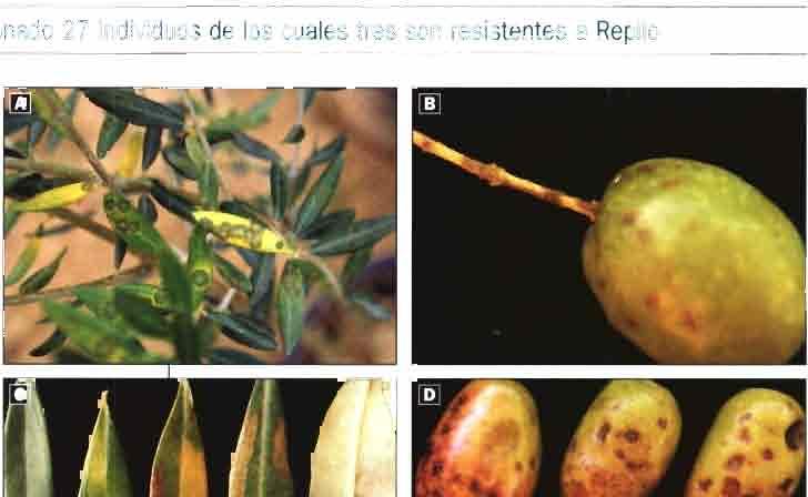 dossier OLIVAR^ Resistencia a los repilos de distintas variedades de olivo EI CIFA de Córdoba ha seleccionado 27 individuos de los cuales tres son resistentes a Repilo EI repilo, la antracnosis y el