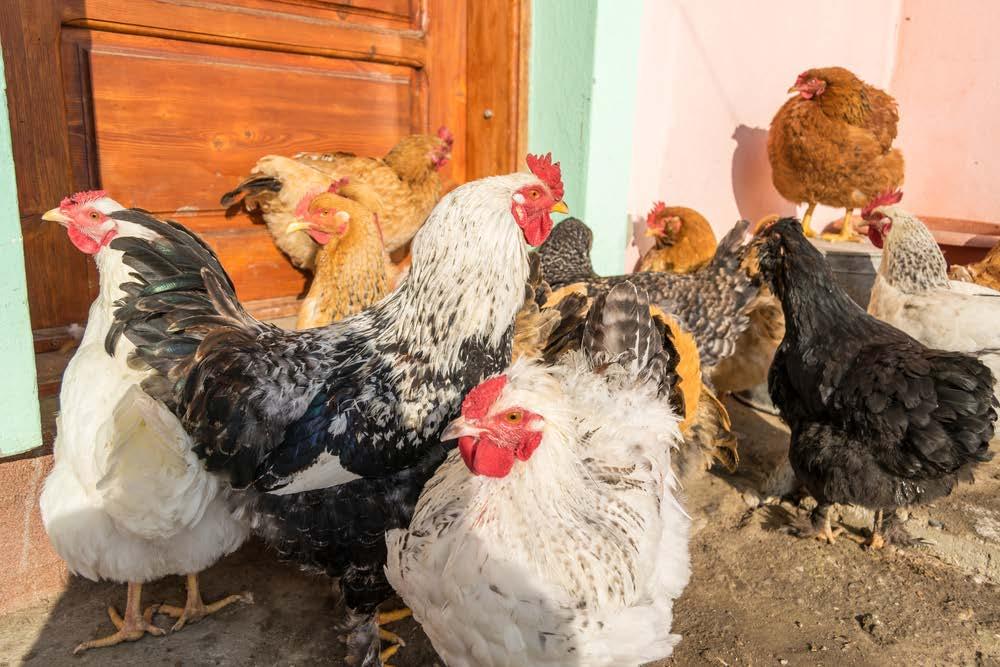 BENEFICIOS Los pollos necesitan tragar la grava como arena para su proceso digestivo de dos etapas.