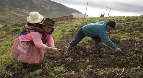 Importancia de la papa en las alturas andinas El cultivo de la papa contribuye con 7.4%, 11.0% y 10.