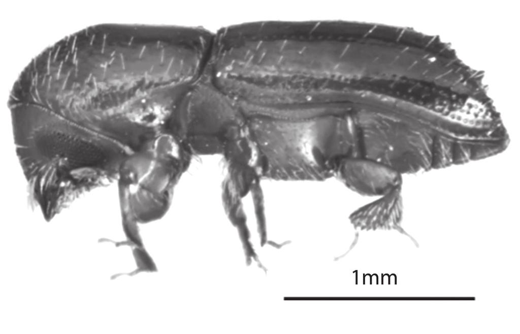 Fig. 7. Xyleborus ferrugineus (hembra). Fig. 7. Xyleborus ferrugineus (female). el interior de las galerías y los nuevos adultos salen por los orificios de entrada de las madres.