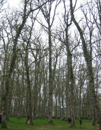 Superficie forestal arbolada de roble en España Quercus robur / Q. petraea 440.000 ha. Norte/nordeste de la península.