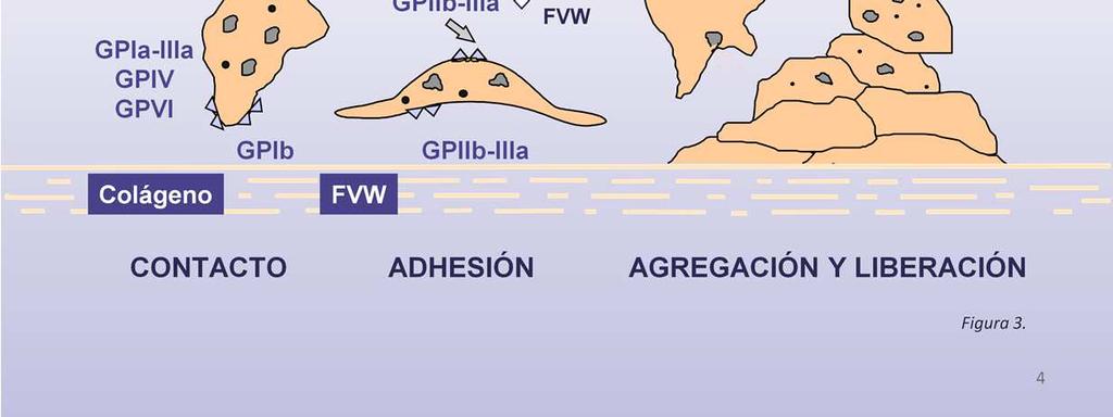 Tras este primer contacto, las plaquetas cambian de forma, se extienden sobre el subendoteliomediante la interacción de la GPIIb-IIIaplaquetaria y el FVW subendotelial, activándose y liberando parte