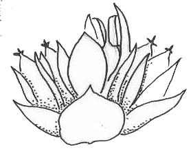 68 5.3.8. Familia Amaranthaceae Según el sistema de Cronquist (1981) Amaranthaceae era una familia separada de Chenopodiaceae, por los tépalos y brácteas suculentas y los estambres libres entre sí.