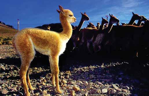 Vicuñas (vicugna vicugna) Guía metodológica de la evaluación del estado poblacional de vicuñas