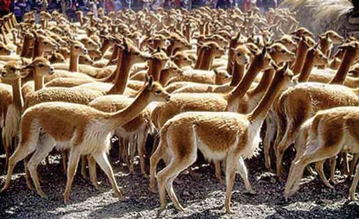 Vicuñas (Vicugna vicugna) fue básica en la determinación de formas de medir el crecimiento de la población de vicuñas; se tomaron modelos de métodos aplicados a otras especies de