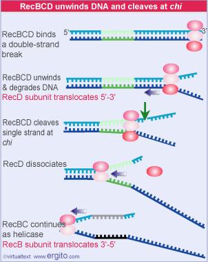 Reparación de DNA por recombinación en bacteria 1. RecBCD realiza el corte endonucleotídico (nucleasa). 2. RecBCD se mueve (helicasa) hasta encontrar el punto recombinativo CHI.