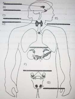 5.-Instrucciones: anota en cada inciso del esquema el nombre de las glándulas endócrinas del cuerpo humano. 6.