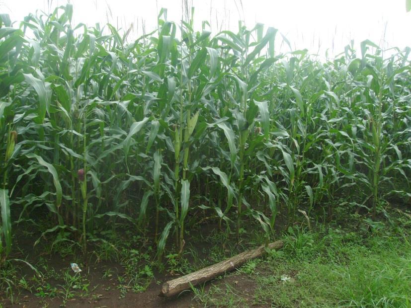 Región Sur Parcela de maíz, ubicada Escuintla, Costa Sur. La milpa se encuentra en su Fase fenológica de Fructificación y Etapa de desarrollo R4.