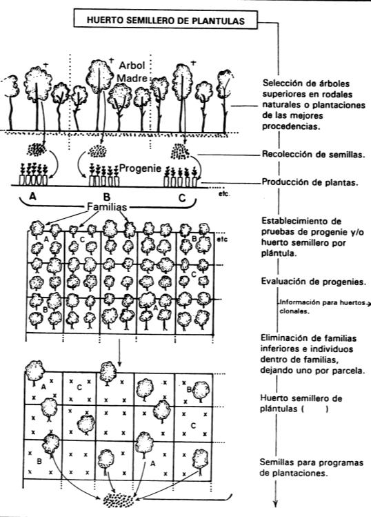 Huerto semillero de plántula o progenies Fuente: Robbins in Ditlevsen et al.