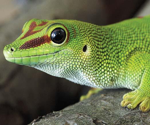 La nanotecnología en la naturaleza Se ha detenido a pensar cómo los geckos corren por las paredes y techos, e incluso sobre vidrio?