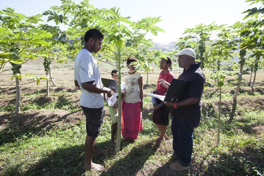 Jóvenes extensionistas aprendiendo a cultivar la papaya en la isla de Viti Levu Fiji: Proyecto de Asociaciones Agrícolas FIDA/Susan Beccio Desde 2014, la POETCom ha firmado acuerdos con tres