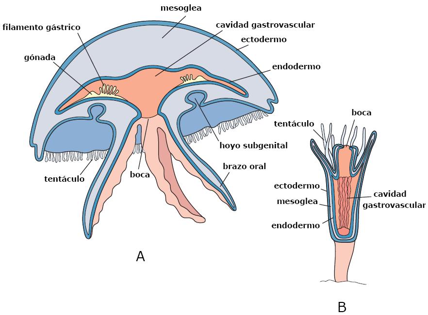 Características físicas La mayoría de las especies de la clase Scyphozoa tienen dos formas de vida: el estado predominante medusa (con campanilla hasta más de 2 metros de diámetro) y la fase pólipo,