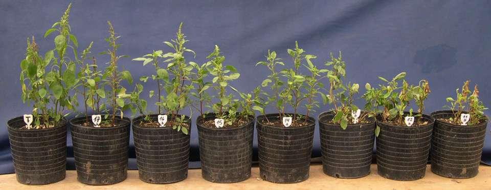 Herbicida: Imazetapir Biotipo: Marcos Juárez T 1 x 2 x 4 x 8 x