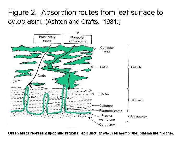 Rutas de absorción desde la superficie de la hoja al