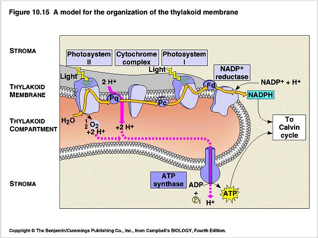 Modelo de organización en la membrana tilacoide ESTROMA