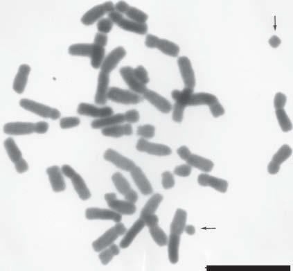 45) señala un complemento cromosómico asimétrico. El Figura 4. Metafase mitótica de M. biflora donde resaltan 2 fragmentos de diferente tamaño (flechas). Barra= 10 μm.