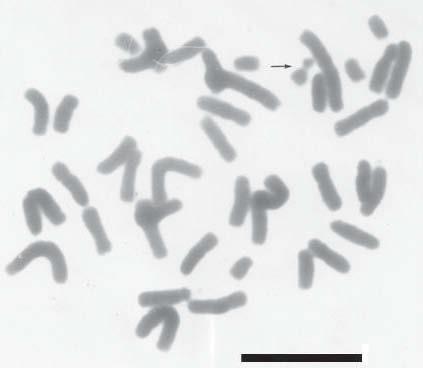 Escala= 10 μm. El número cromosómico 2n= 42 registrado en estas investigaciones para M.