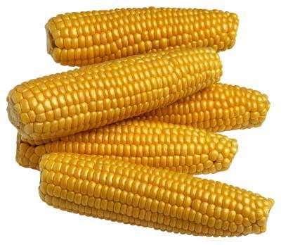 el maíz