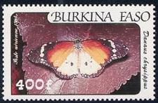 Lepidoptera : Papilionidae : Graphium