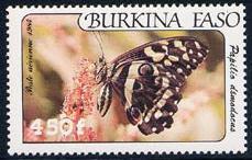 Lepidoptera : Nymphalidae : Hypolimnas
