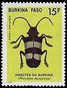 1986 Septiembre 10 : Mariposas e insectos (5