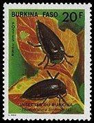 Coleoptera : Cerambycidae : Phryneta aurocincta.