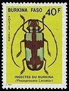 Coleoptera : Cerambycidae : Prosopocera lactator.
