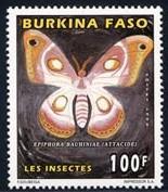 1996 : Insectos de importancia