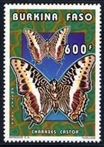 Lepidoptera : Nymphalidae : Acraeinae