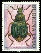 Coleoptera : Bruchidae :