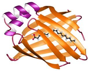 Además, el transporte de AG al interior de los enterocitos parece estar influenciado por una proteína ligadora de AG (fatty acid-binding protein), la cual tiene una mayor afinidad para los AG