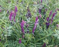ENFERMEDADES Oidio Antracnosis Fusarium Mildiu Deshicencia Resistencia al frío Muy alta Vegetación flor Verde oscuro Alto 70-80 cm. Negruzco 50-60 Kg.