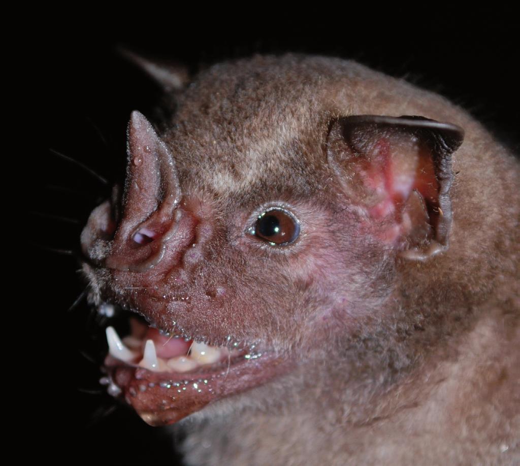 Artibeus planirostris (Spix, 1823) Nombre común: murciélago frutero de rostro plano DD Características generales: tamaño grande, robusto; con hombros anchos; pelaje suave, denso, corto, de color