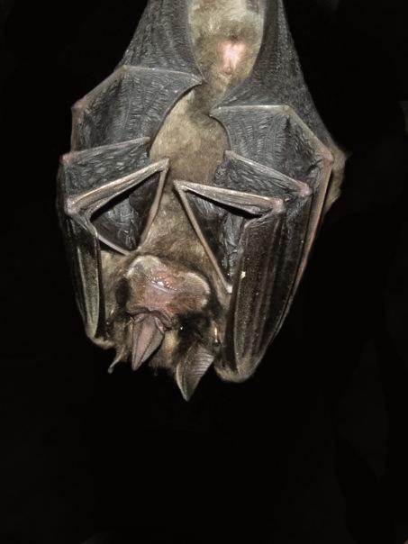 Platyrrhinus dorsalis (Thomas, 1900) Nombre común: murciélago de nariz ancha de