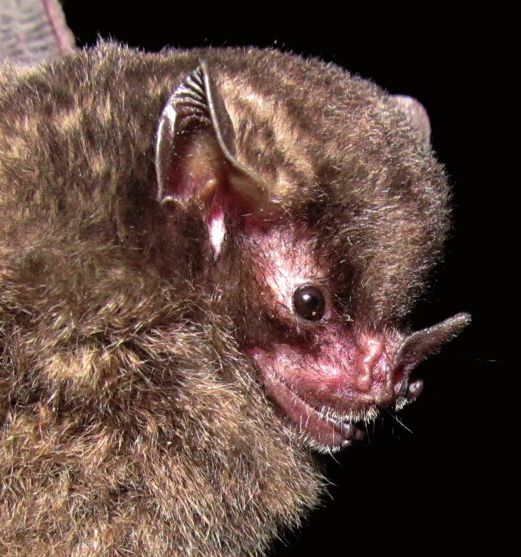 Sturnira erythromos (Tschudi, 1844) Nombre común: murciélago frutero 282