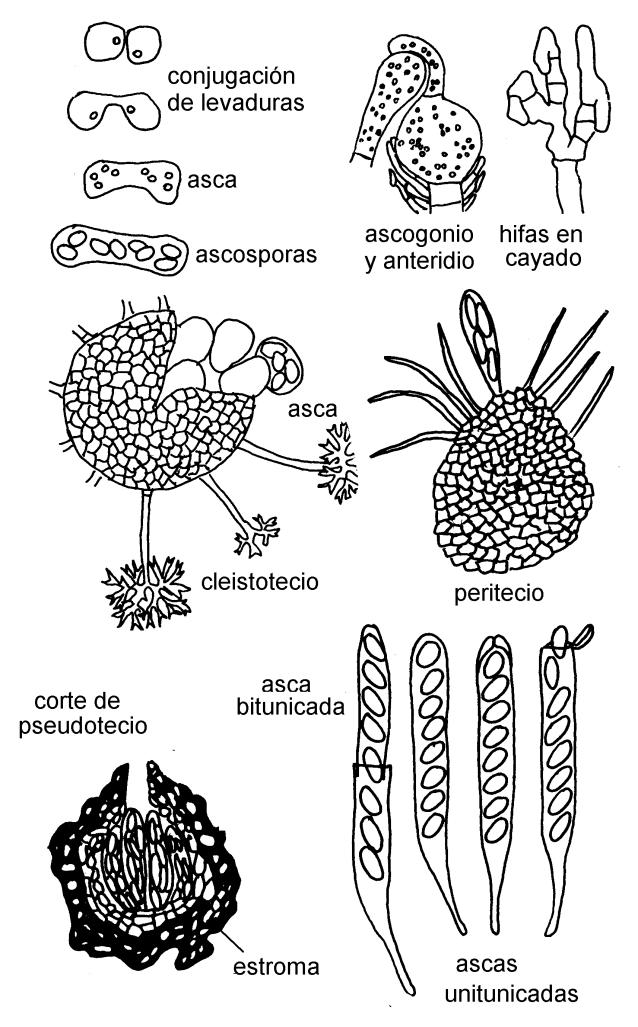 las hifas receptivas (tricoginos) del ascogonio. Figura 1-10. Apotecio. Figura 1-9.