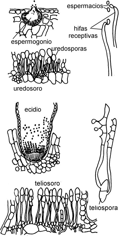generar esporas secundarias (esporidios). Las basidiosporas compatibles de Tilletia se fusionan apenas formadas.