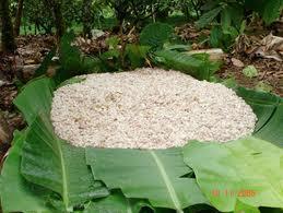 La cosecha se realiza a mano, partiendo las habas llenas de semillas de cacao cubiertas de una sustancia blanca, estas se recolectan, se tapan y se dejan fermentar por varios días, éste proceso le da