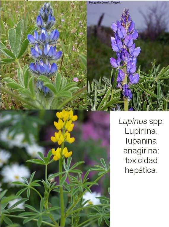 FUENTES Lupinus spp. Lupinina, lupanina anagirina: toxicidad hepática. Cytisus scoparius.