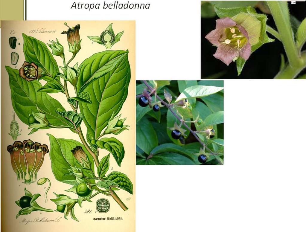 Solanáceas oficinales Son: Belladona: Atropa belladonna Beleño: Hyoscyamus niger Estramonio: Datura stramonium (Solanaceae) * Droga: las hojas solas o junto a la sumidad florida.