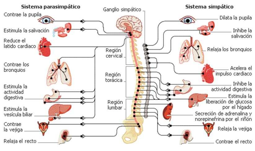 Actividad principal sobre el Sistema nervioso Autónomo Parasimpático: activ.