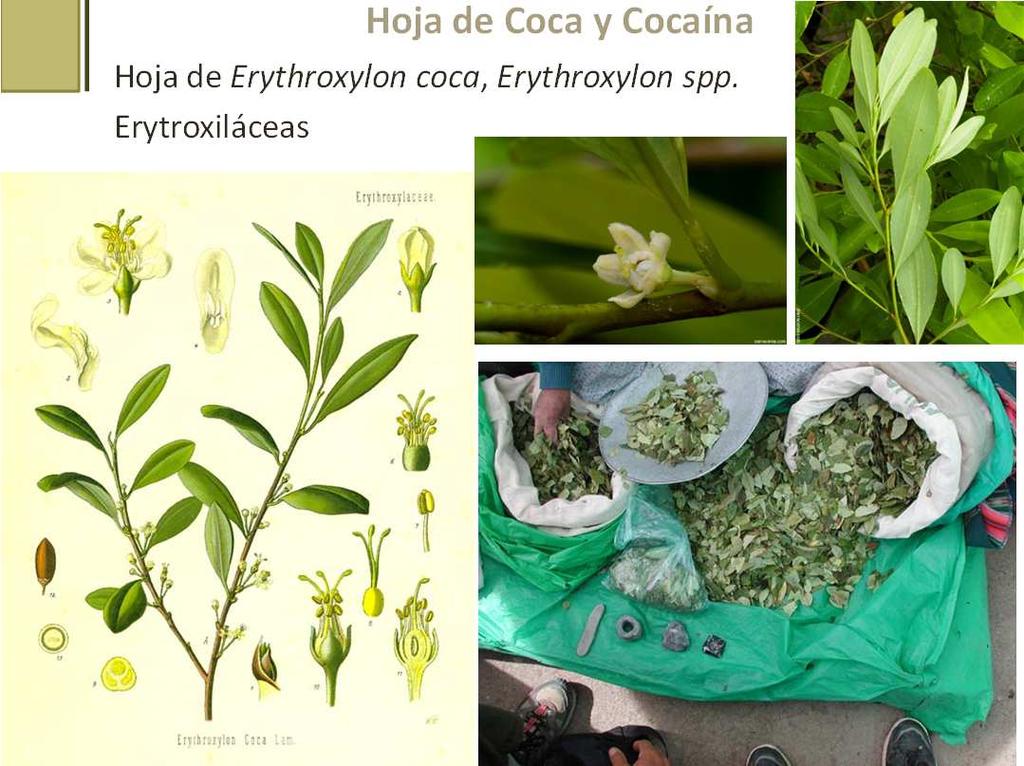 Hoja de Coca y Cocaína Hoja de Erythroxylon coca, Erythroxylon spp.