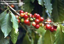 Alcaloides derivados de las bases púricas R 1 R 1 XATIAS: Cafeína: