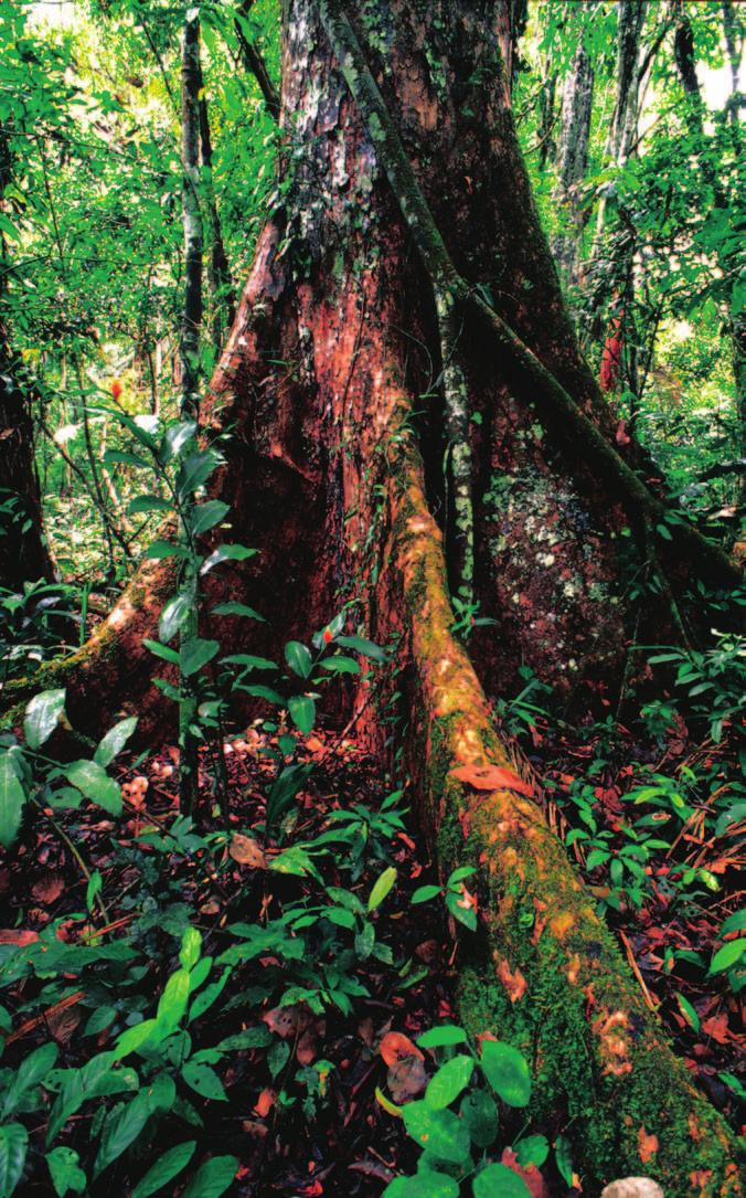 Foto: WWF-Canon André Bärtschi 2 Introducción En los últimos 20 años se ha visto una proliferación de actividades relacionadas con el Manejo y Comercio Forestal Responsable (MCFR) en bosques