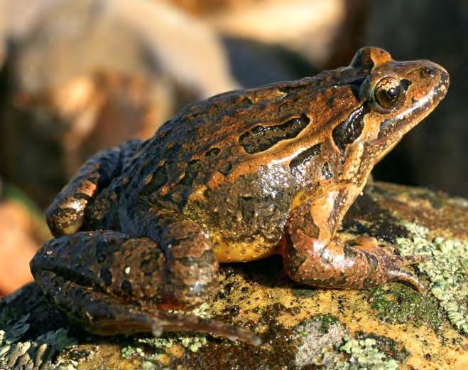 de la Cruz Alemán / CENEAM - MMA Ranas, sapos, salamandras o gallipatos que aquí habitan son vitales para el ecosistema, pues se alimentan de