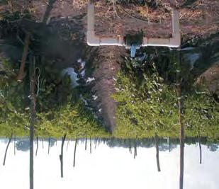 CURSO Ferti-irrigación en Hortalizas CURSO FERTIRRIGACIÓN HORTALIZAS FERTI-IRRIGACIÓN EN HORTALIZAS (CHILE Y JITOMATE)